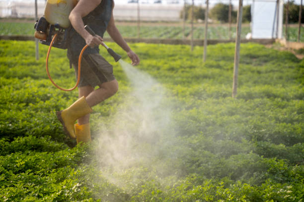 Trusted Dunnigan, CA Pest Control Experts