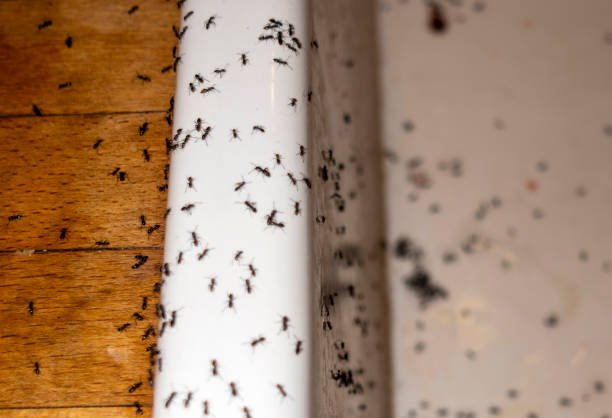 Best Pest Control Near Me in Dunnigan, CA