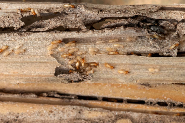 Best Commercial Pest Control Services  in Dunnigan, CA