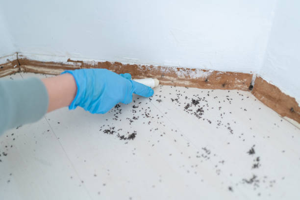 Best Bed Bug Extermination  in Dunnigan, CA